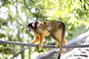 bolivian-squirrel-monkey02